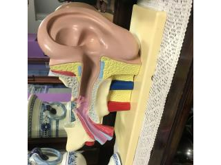 Modello anatomico orecchio anni 50